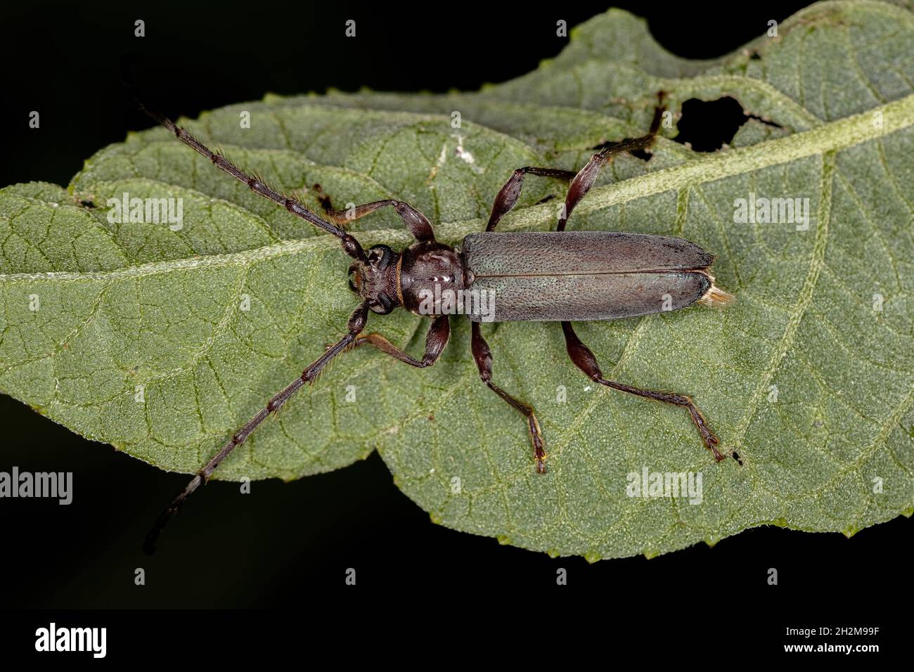 Adult Typical Longhorn Beetle of the Subfamily Cerambycinae Stock Photo