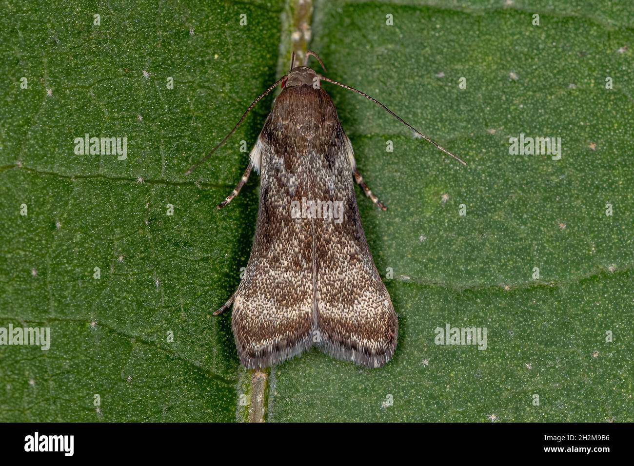 Adult Twirler Moth of the Tribe Anacampsini Stock Photo