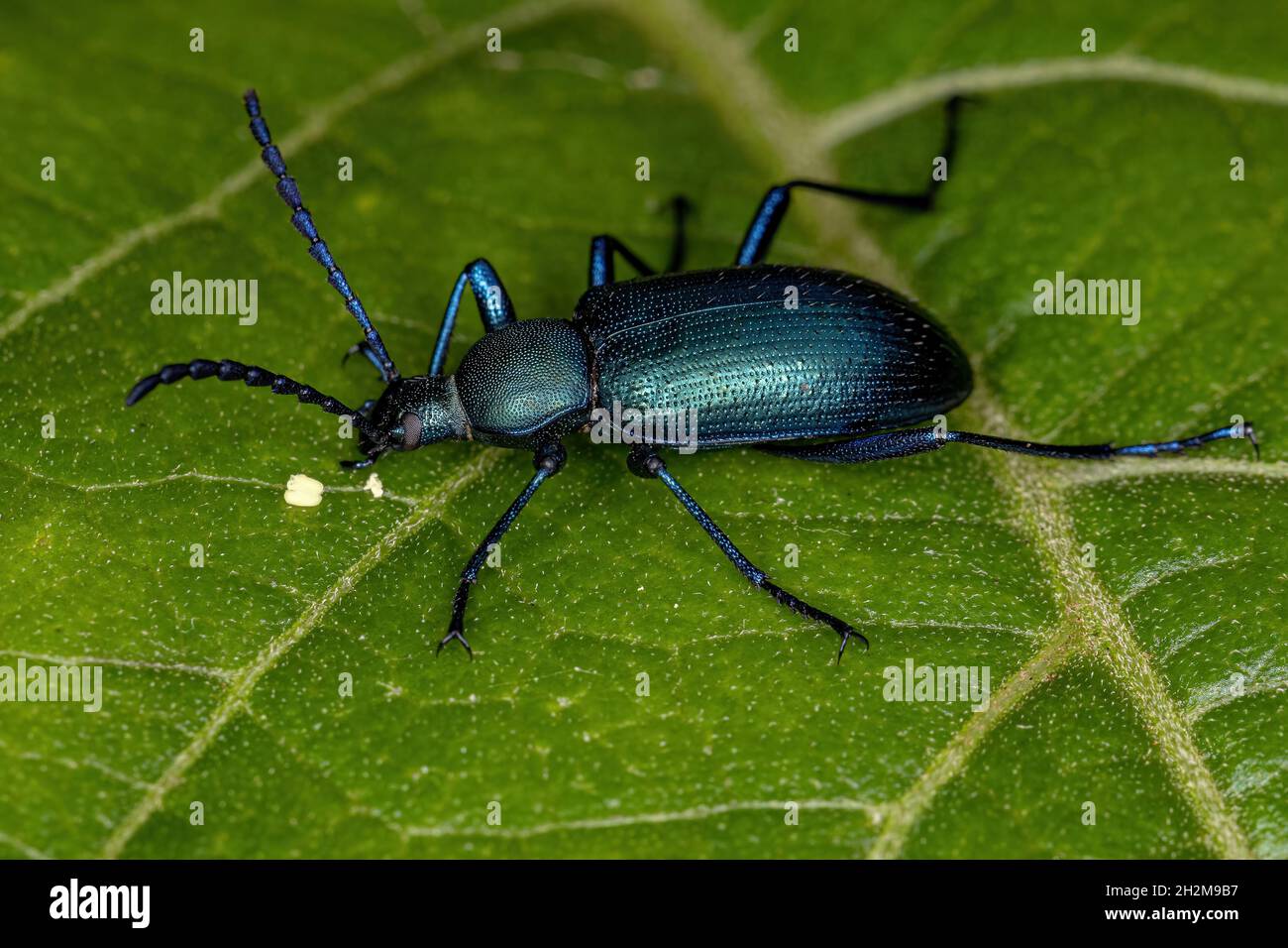 Adult Combclawed Darkling Beetle of the Subtribe Xystropodina Stock