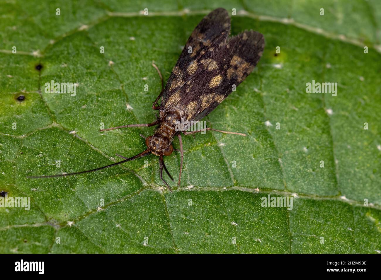 Adult Caddisfly Insect of the Order Trichoptera Stock Photo Alamy