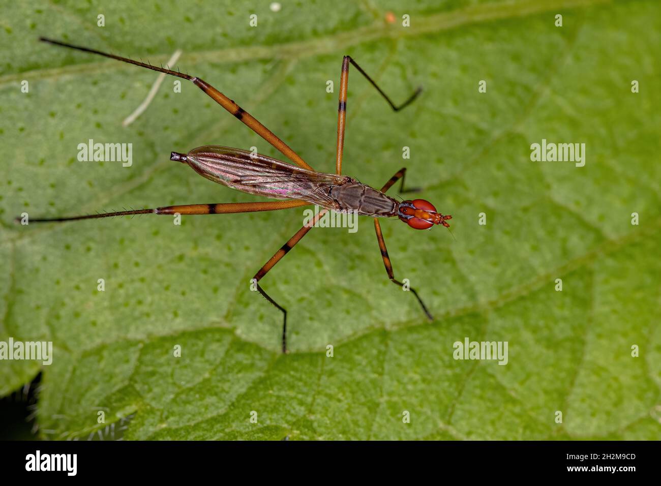 Adult Stiltlegged Fly of the Genus Micropeza Stock Photo Alamy