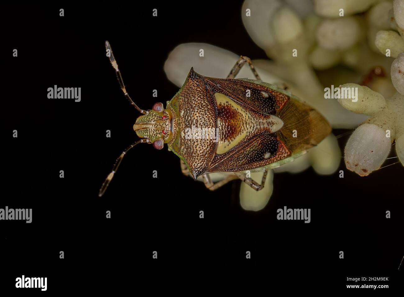 Adult Stink Bug of the Species Mormidea ypsilon Stock Photo