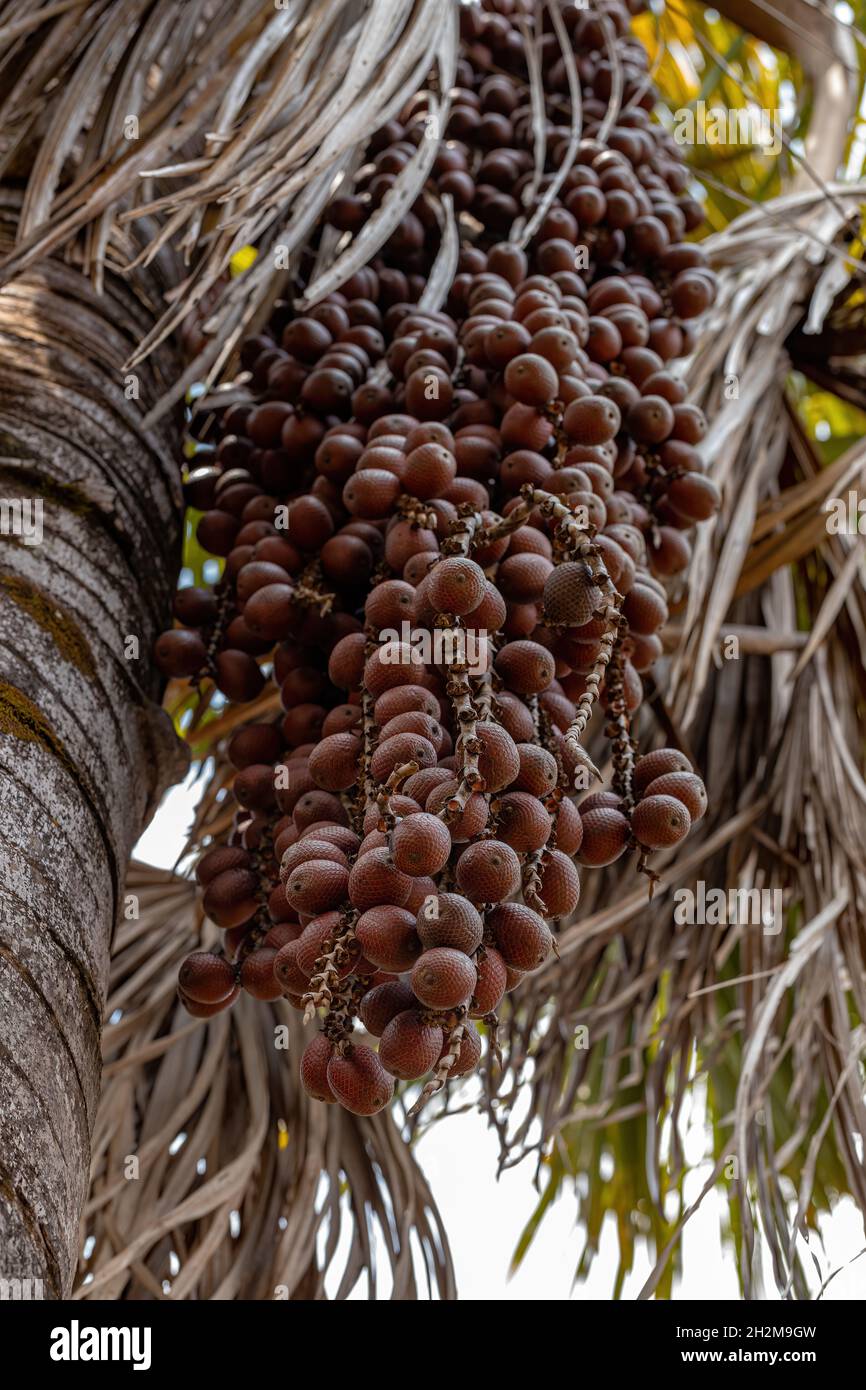 Moriche Palm Fruits of the species Mauritia flexuosa Stock Photo