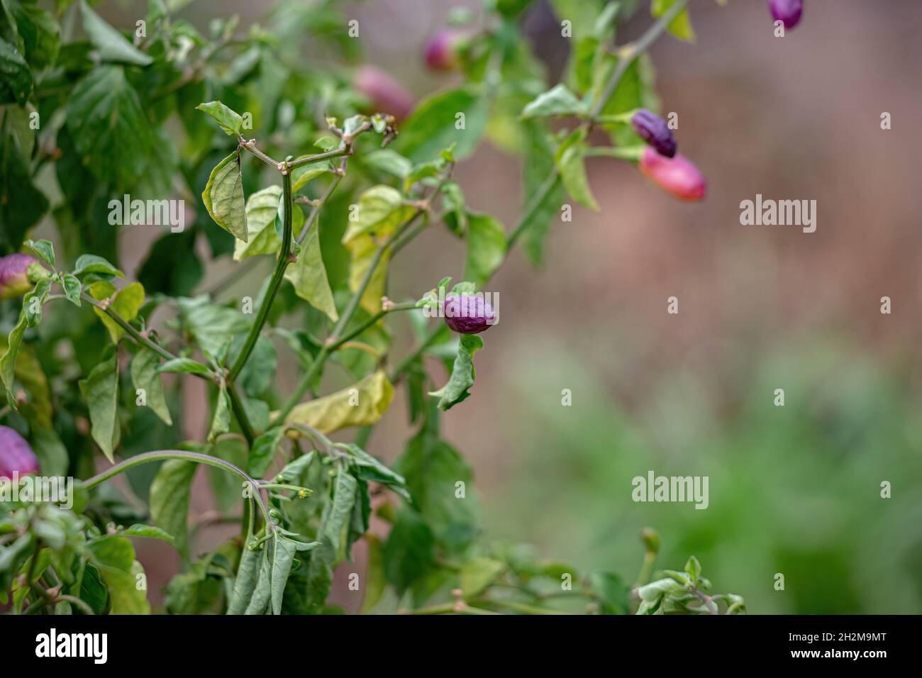 Pepper plants with fruits with selective focus Stock Photo
