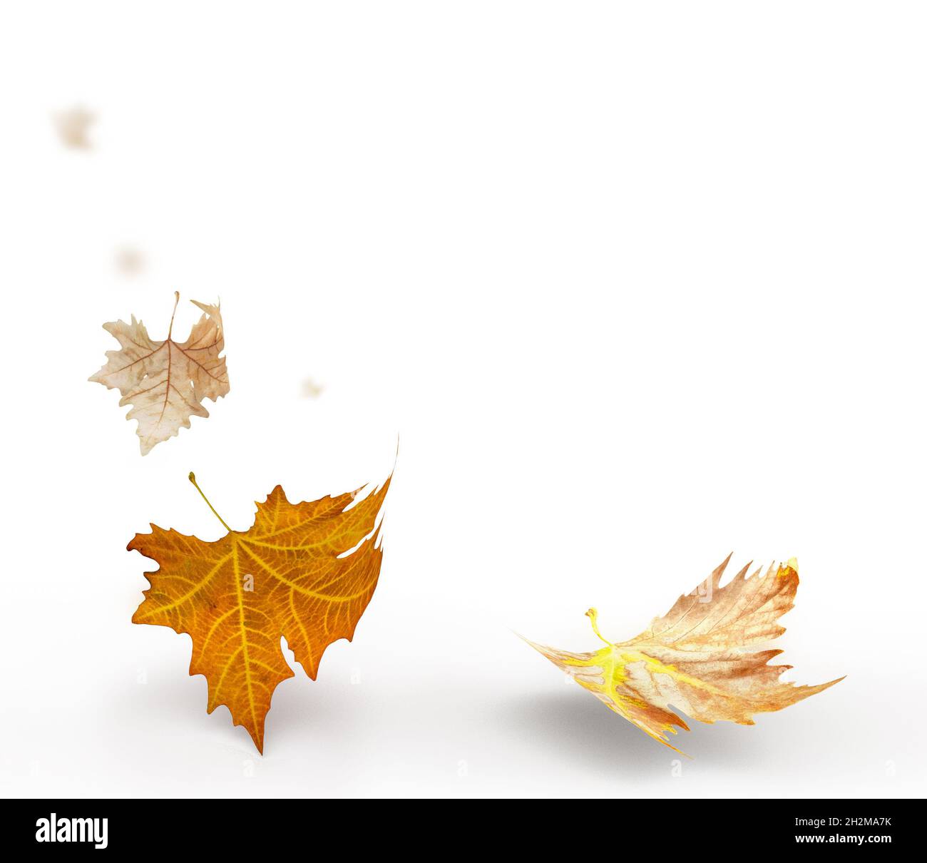 leaves leaf dry yellow  falling in autumn isolated for background Stock Photo