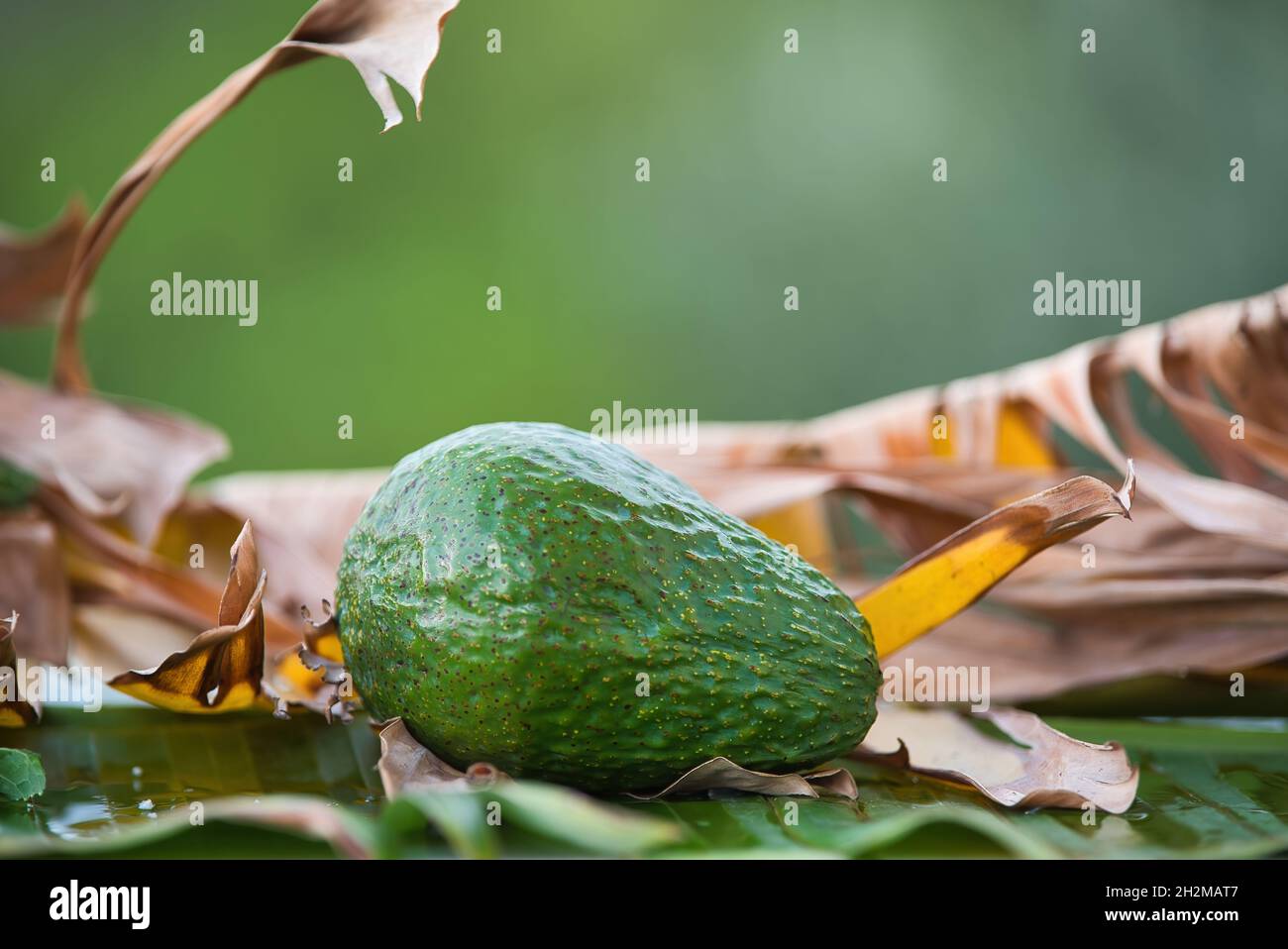 avocado fresh in the jungle Stock Photo Alamy