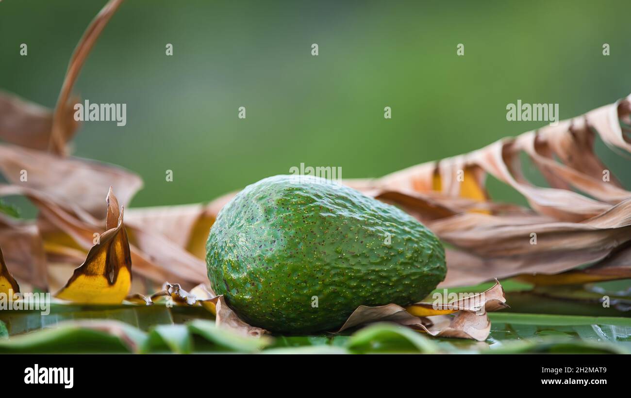 avocado fresh in the jungle Stock Photo Alamy