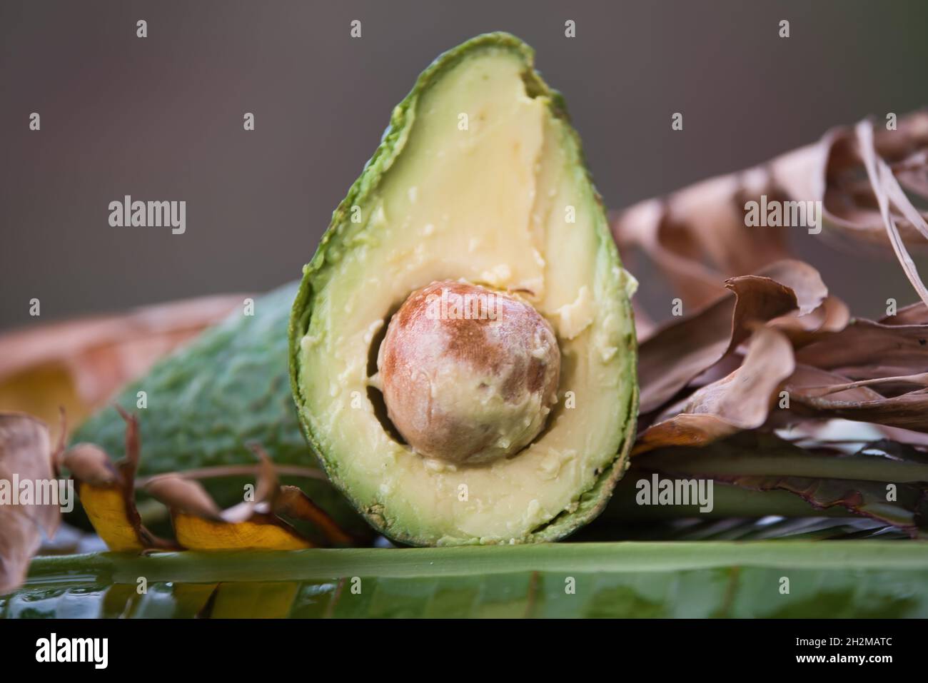 avocado fresh in the jungle Stock Photo Alamy