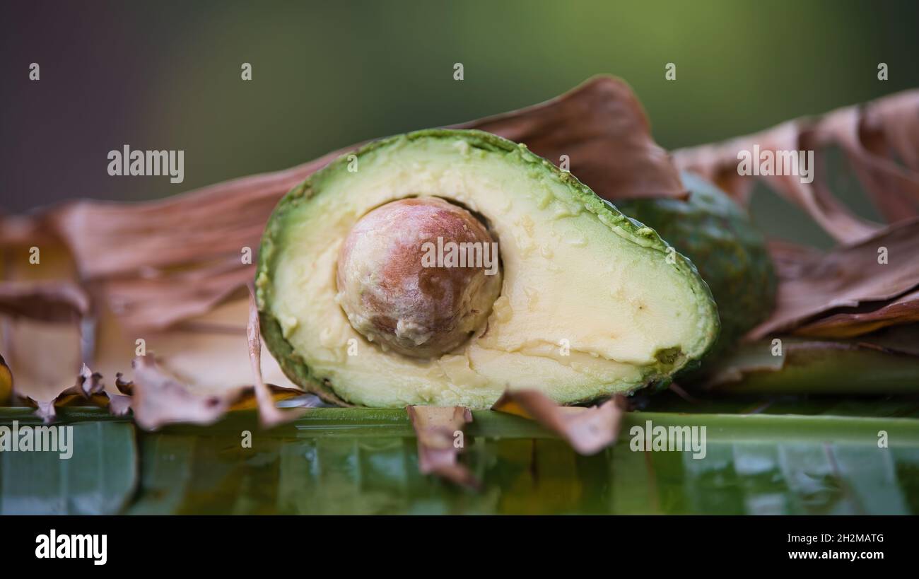 avocado fresh in the jungle Stock Photo Alamy