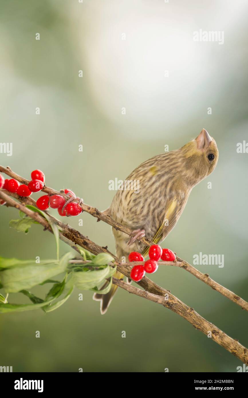 close up of a of green finch on branch with red berries looking up Stock Photo