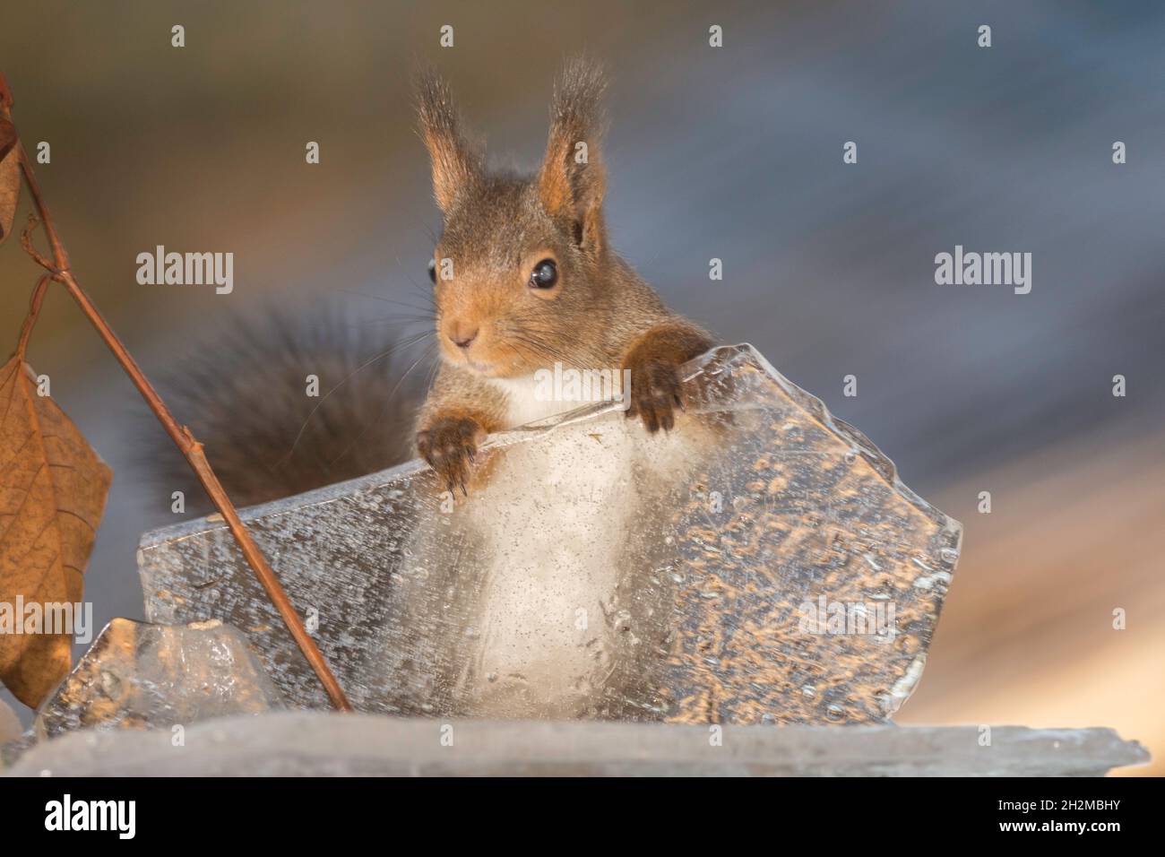 red squirrel standing behind ice and holding it Stock Photo - Alamy