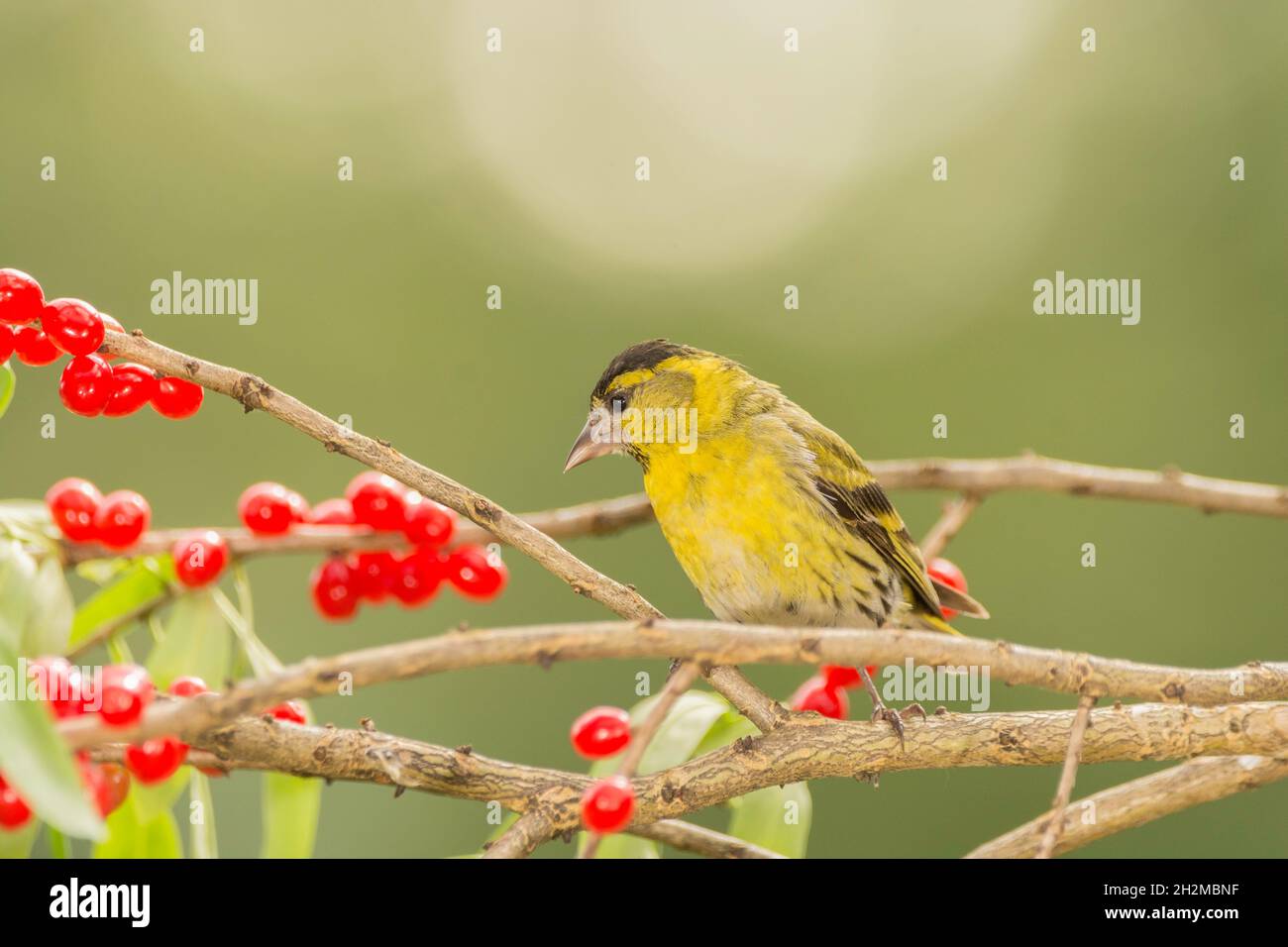 close up of a  yellow bird called siskin standing on a branch with berries Stock Photo