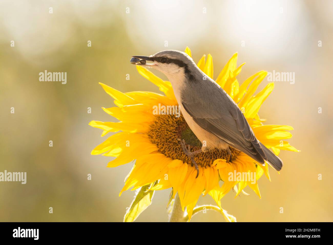 Peacock eye sunflower hires stock photography and images Alamy