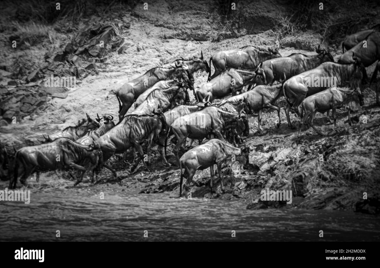 Wildebeest crossing the river Mara. Stock Photo