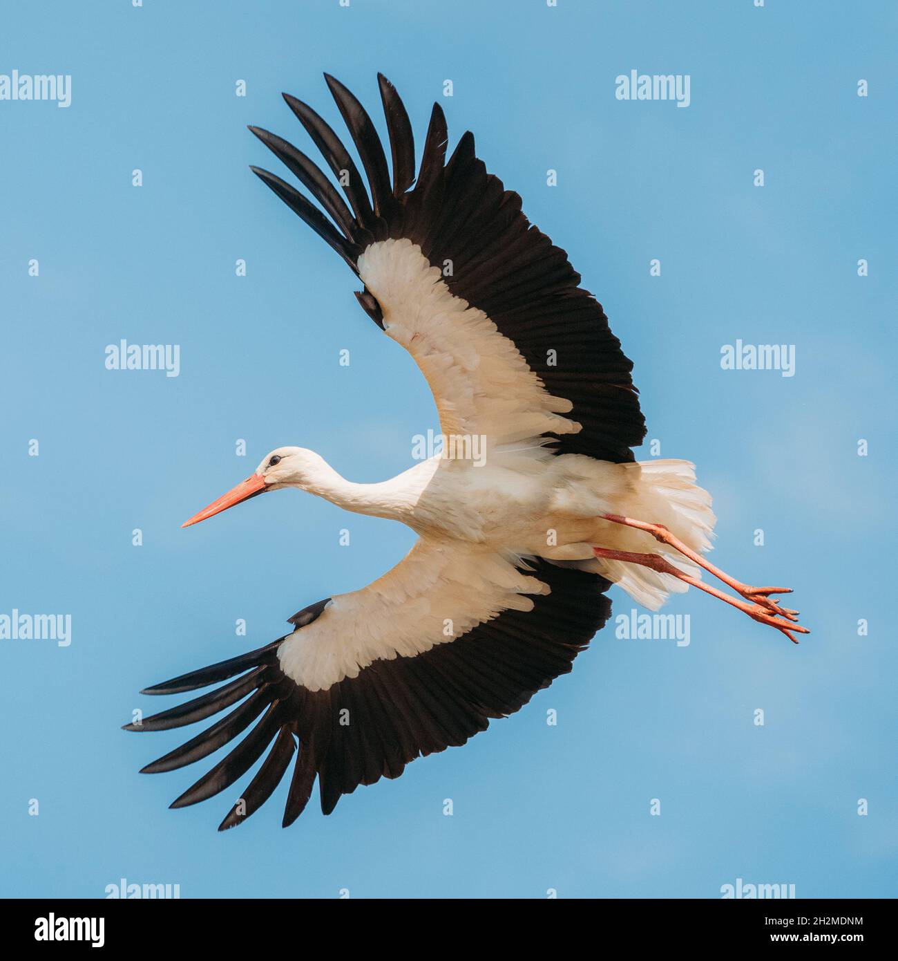 Adult European White Stork Flies In Blue Sky With Its Wings Spread Out Stock Photo