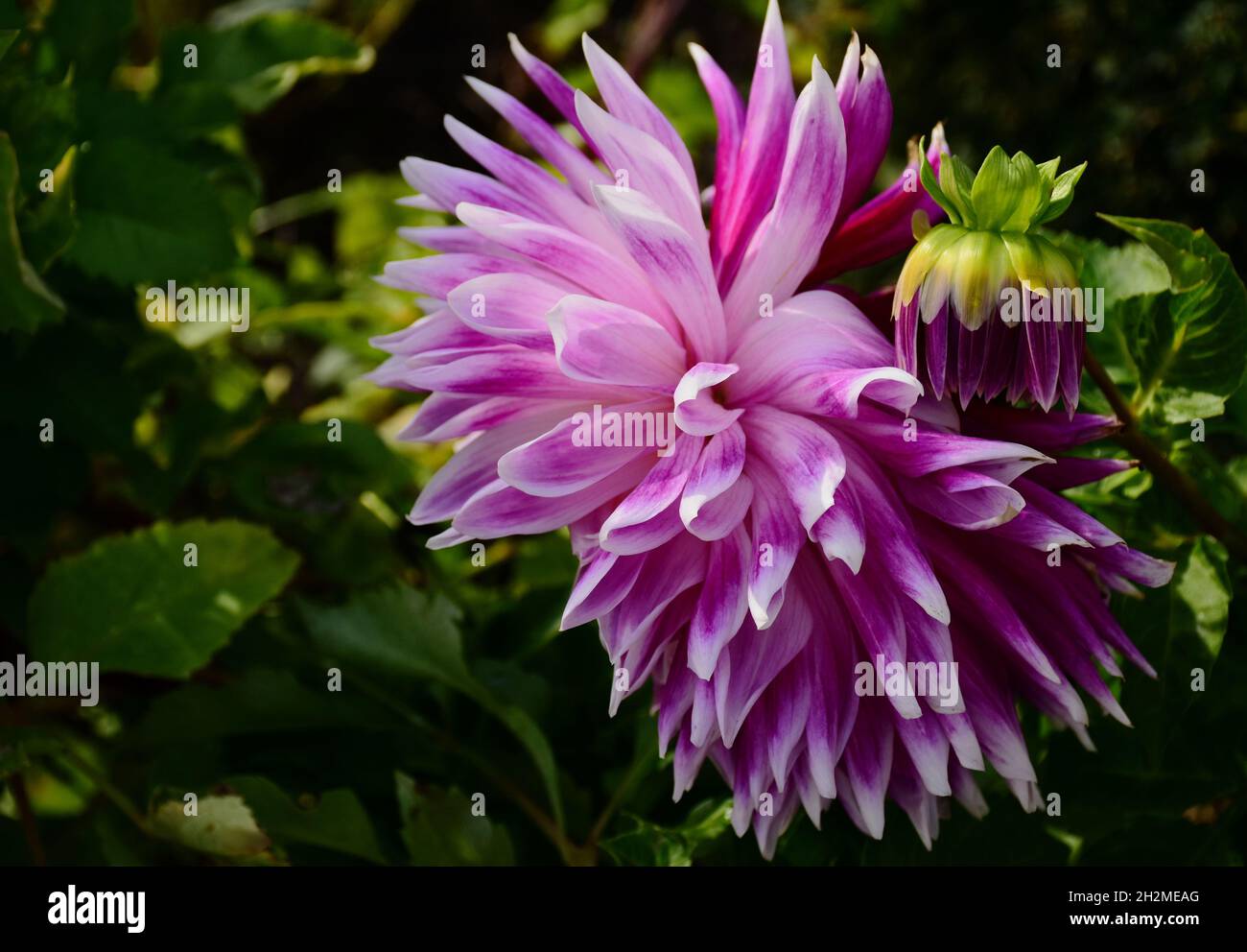 purple pink and white color Dahlia cultorum flower head. closeup view with small budding flower. soft green background. fragile petals. macro view. Stock Photo