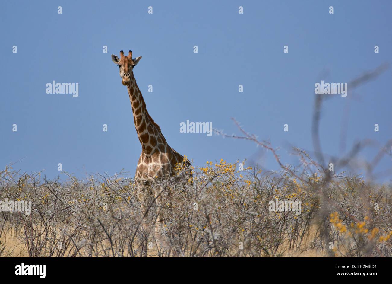 One Angolan giraffe (Giraffa camelopardalis) in African savanna at Etosha national park, Namibia. Stock Photo