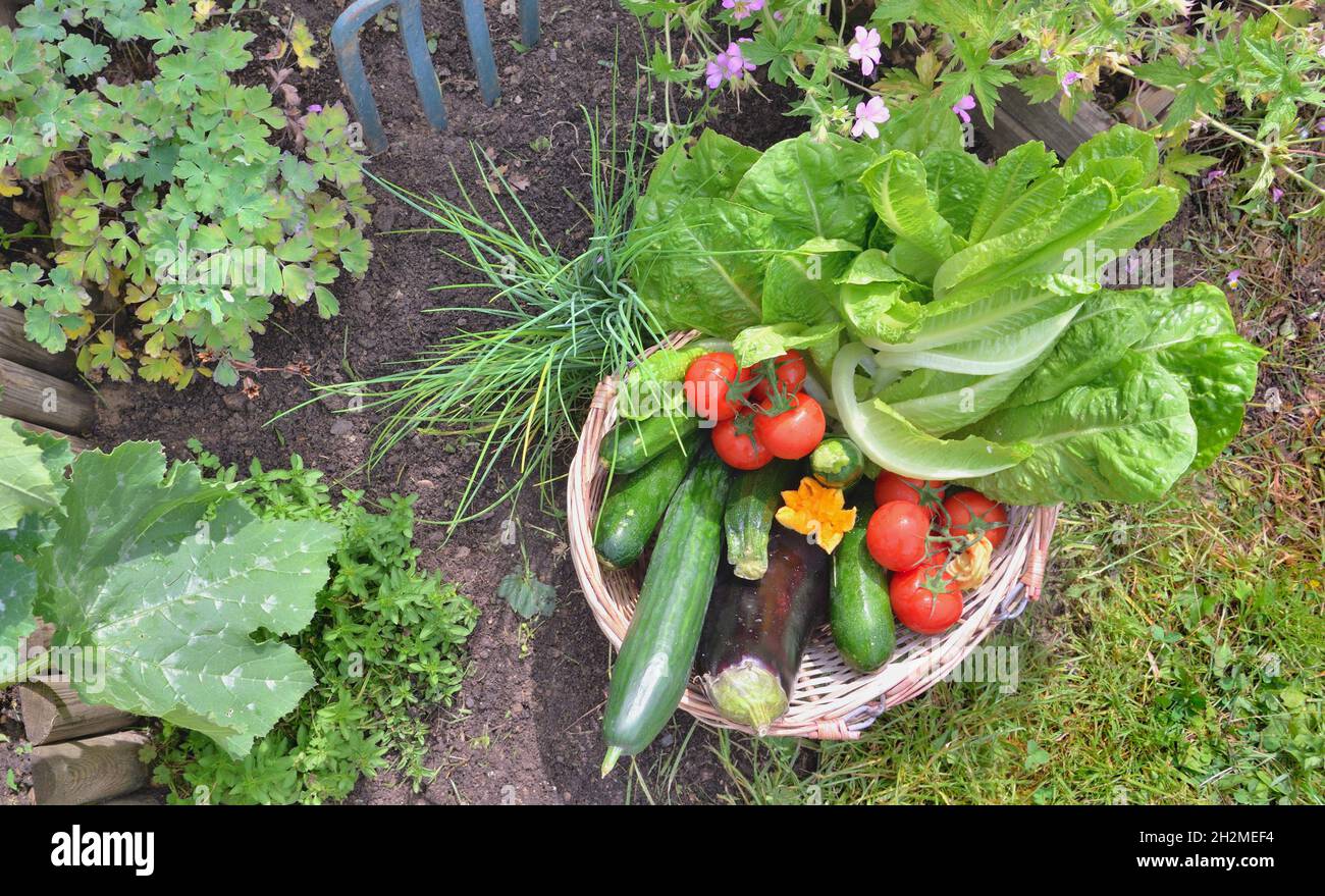 fresh vegetables in a wicker basket in a garden Stock Photo - Alamy