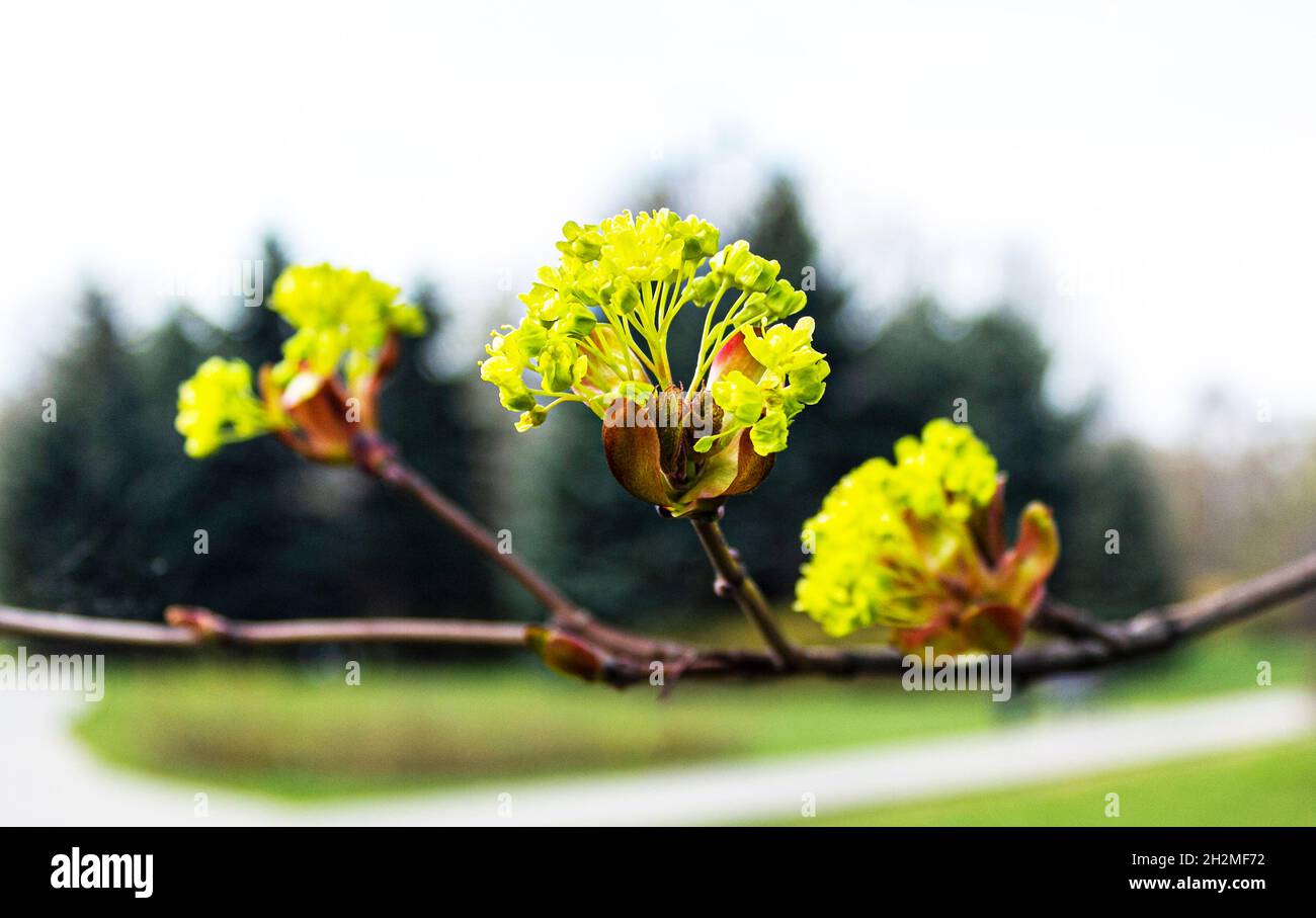 Branches of spring flowers of the Norway Maple. Blooming Norway Maple
