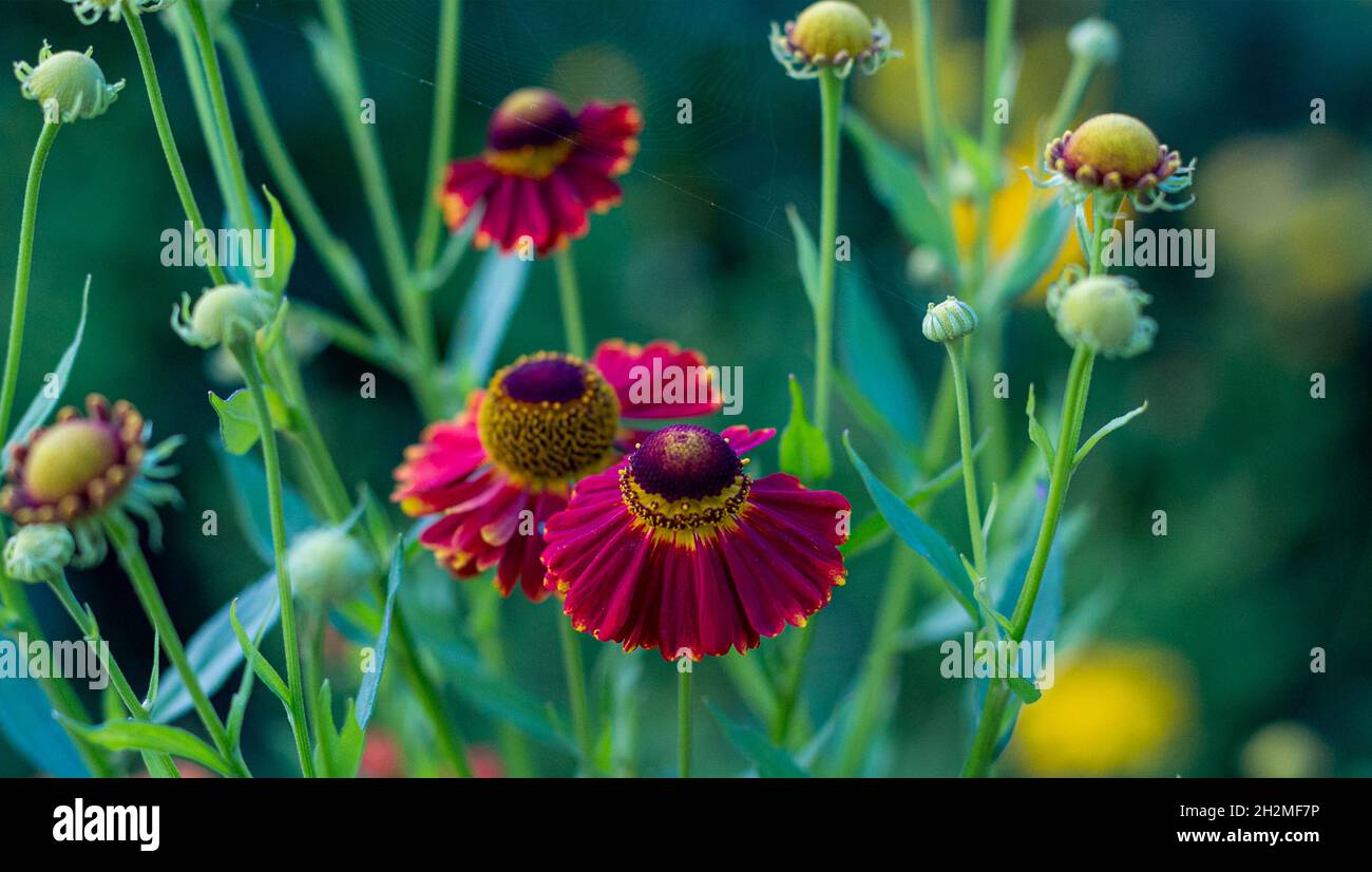 Blooming Sneezeweed, false sunflower. Helenium 'El Dorado'' Stock Photo