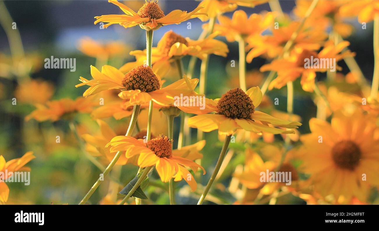 Blooming Sneezeweed, false sunflower. Helenium 'El Dorado'' Stock Photo