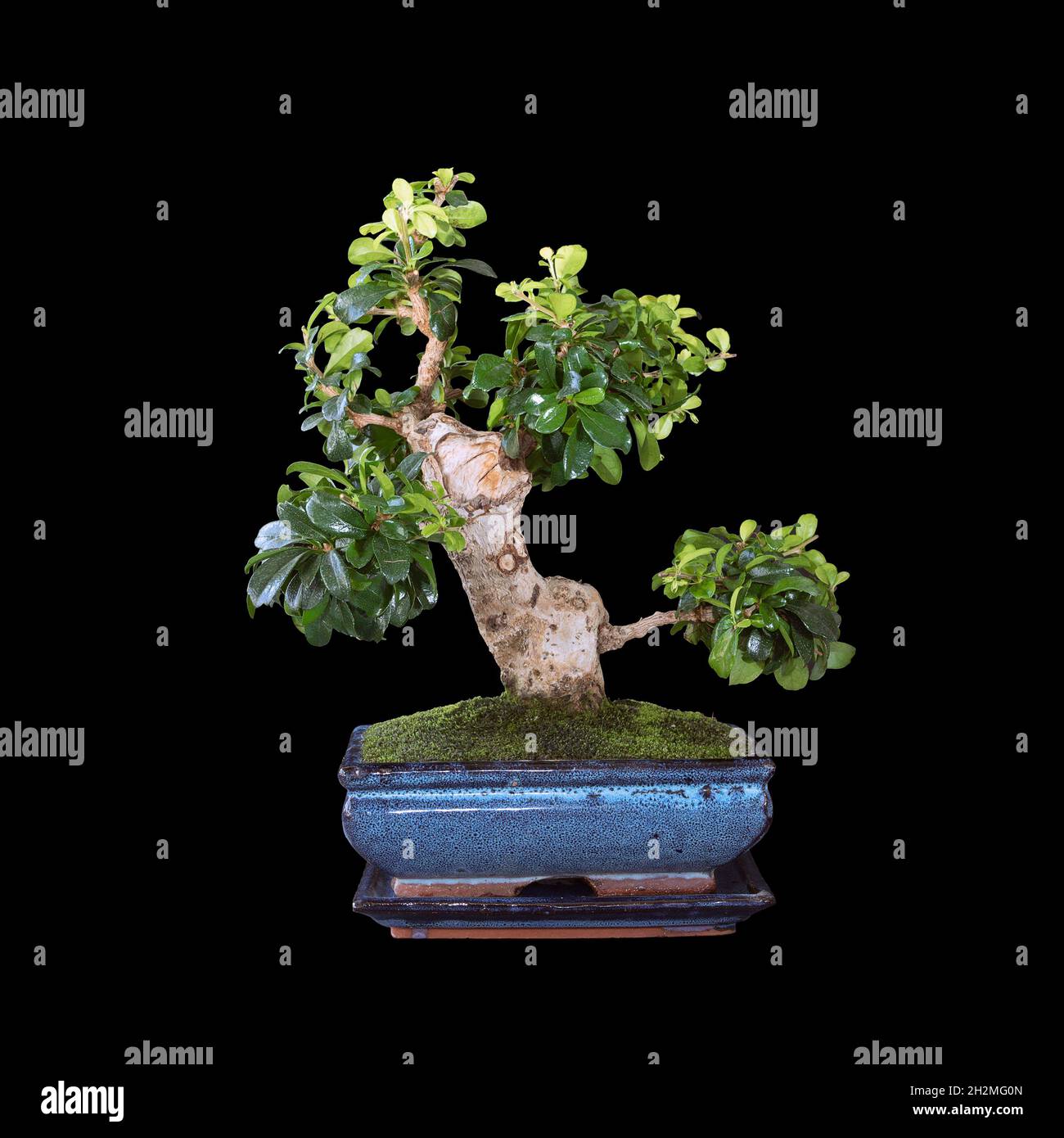 beautiful Carmona retusa bonsai over dark background ( fukien tea tree or Ehretia microphylla  ) Stock Photo