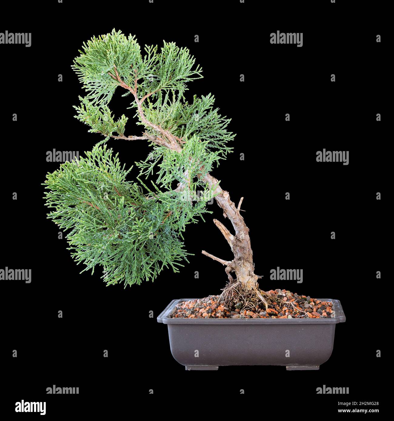 Juniperus chinensis beautiful young bonsai isolated over dark background ( chinese juniper ) Stock Photo