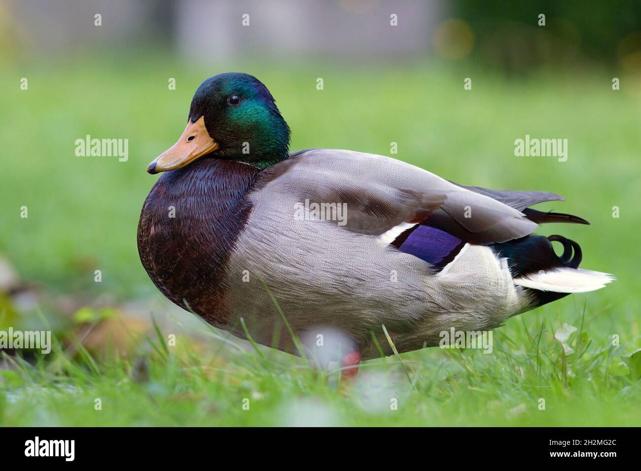 lazy wild mallard duck on lawn (Anas platyrhynchos) Stock Photo