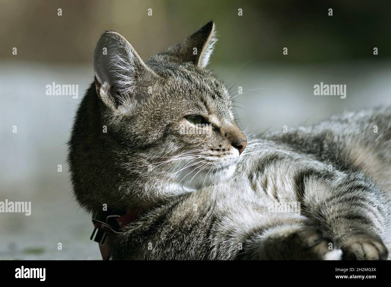 stripped domestic cat closeup ( Felis catus ) showing wild cat characteristics Stock Photo