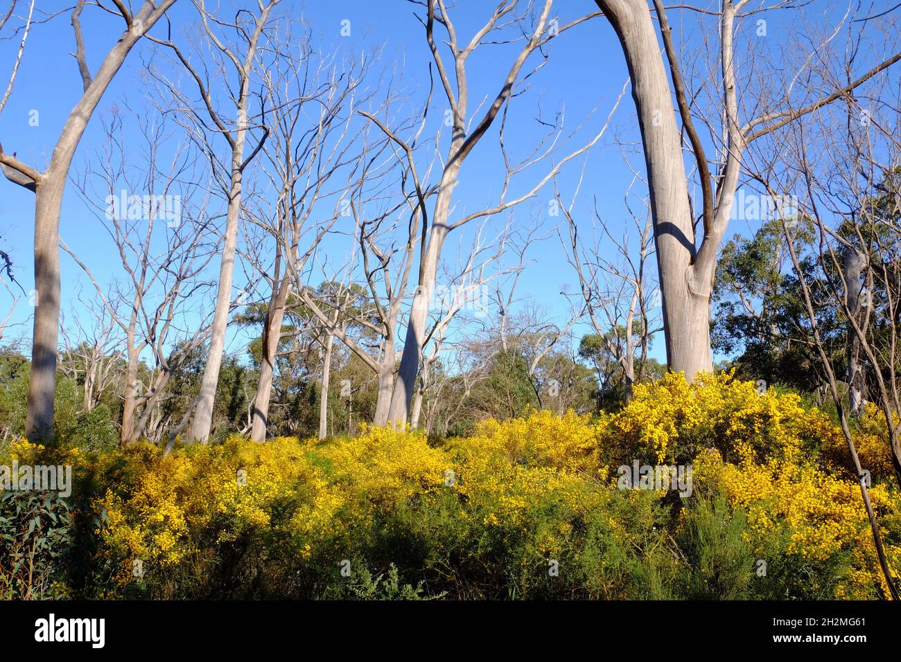 Smooth white bark eucalyptus trees (white gum, eucalypt) in an undergrowth of bright yellow wattle (acacia) in Perth, Western Australia Stock Photo