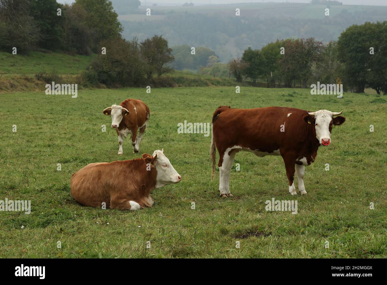 Cows calmly grazing on meadow hi-res stock photography and images - Alamy