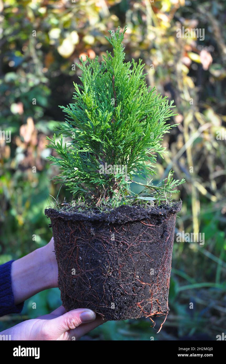 Female Hands Holding and Planting Cypress, Thuja with Roots (Thuja Occidentalis Golden Brabant). Stock Photo