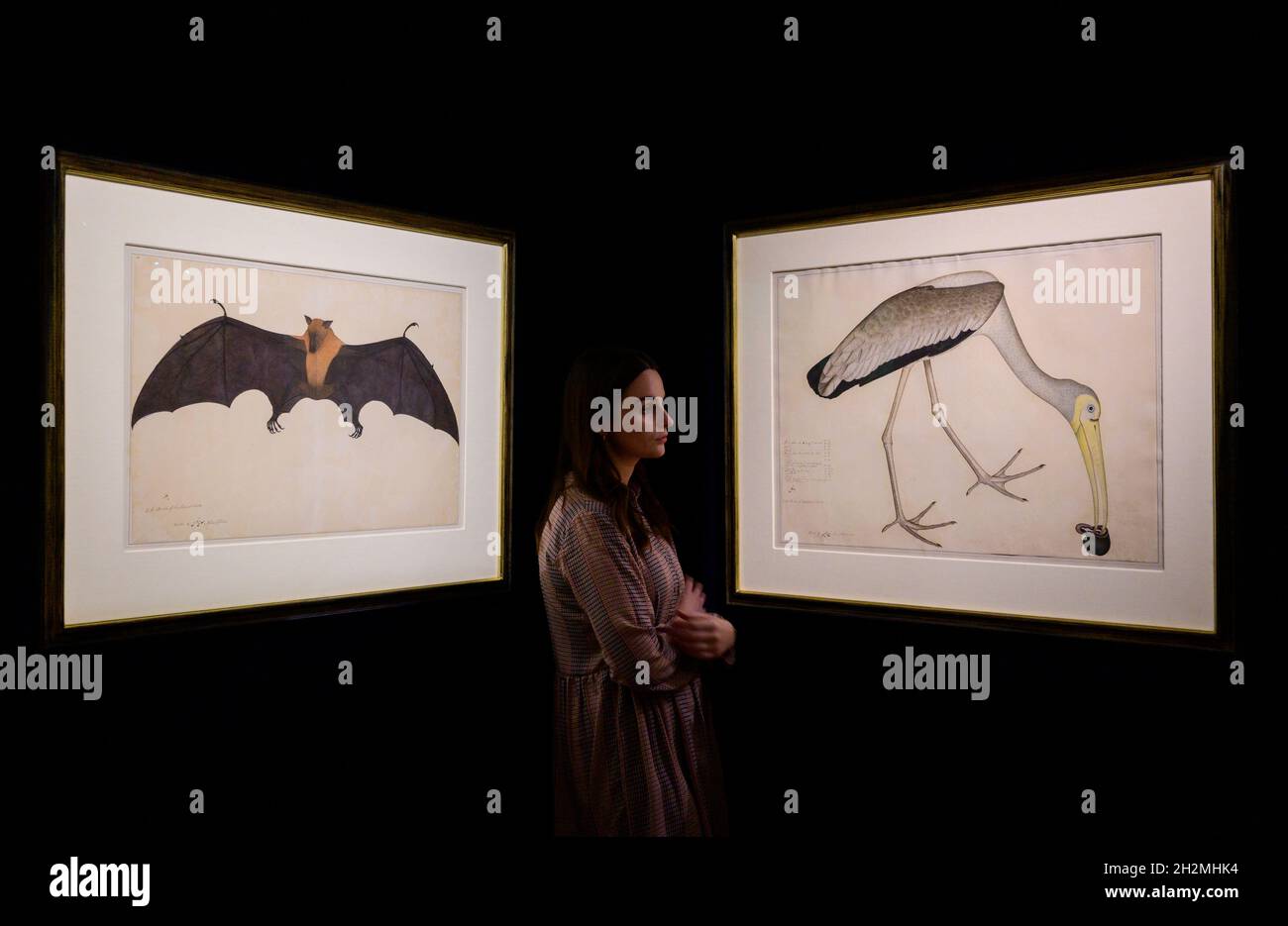 Sotheby’s, London, UK. 22 October 2021. IN AN INDIAN GARDEN: The Carlton Rochell Collection of Company School Paintings sale preview. Left: A Great Indian Fruit Bat or Flying Fox (Pteropus Giganteus), from the Impey Album, signed by Bhawani Das, Company School, Calcutta, circa 1778-83. Estimate: £300,000- 500,000; Right: A Painted Stork (Mycteria Leucocephala) eating a Snail, from the Impey Album, signed by Shaykh Zayn al-Din, Company School, Calcutta, dated 1781. Estimate: £200,000-300,000. Credit: Malcolm Park/Alamy. Stock Photo