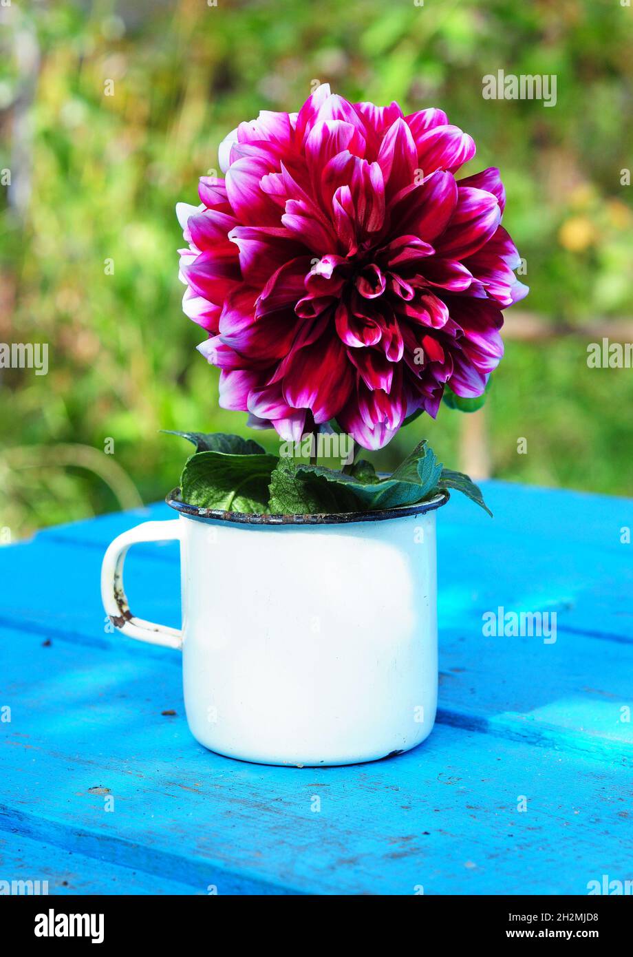 Autumn Flower - Dahlia Aster Family  in a Metal Cup on Old Blue Wooden Background in the Garden Stock Photo
