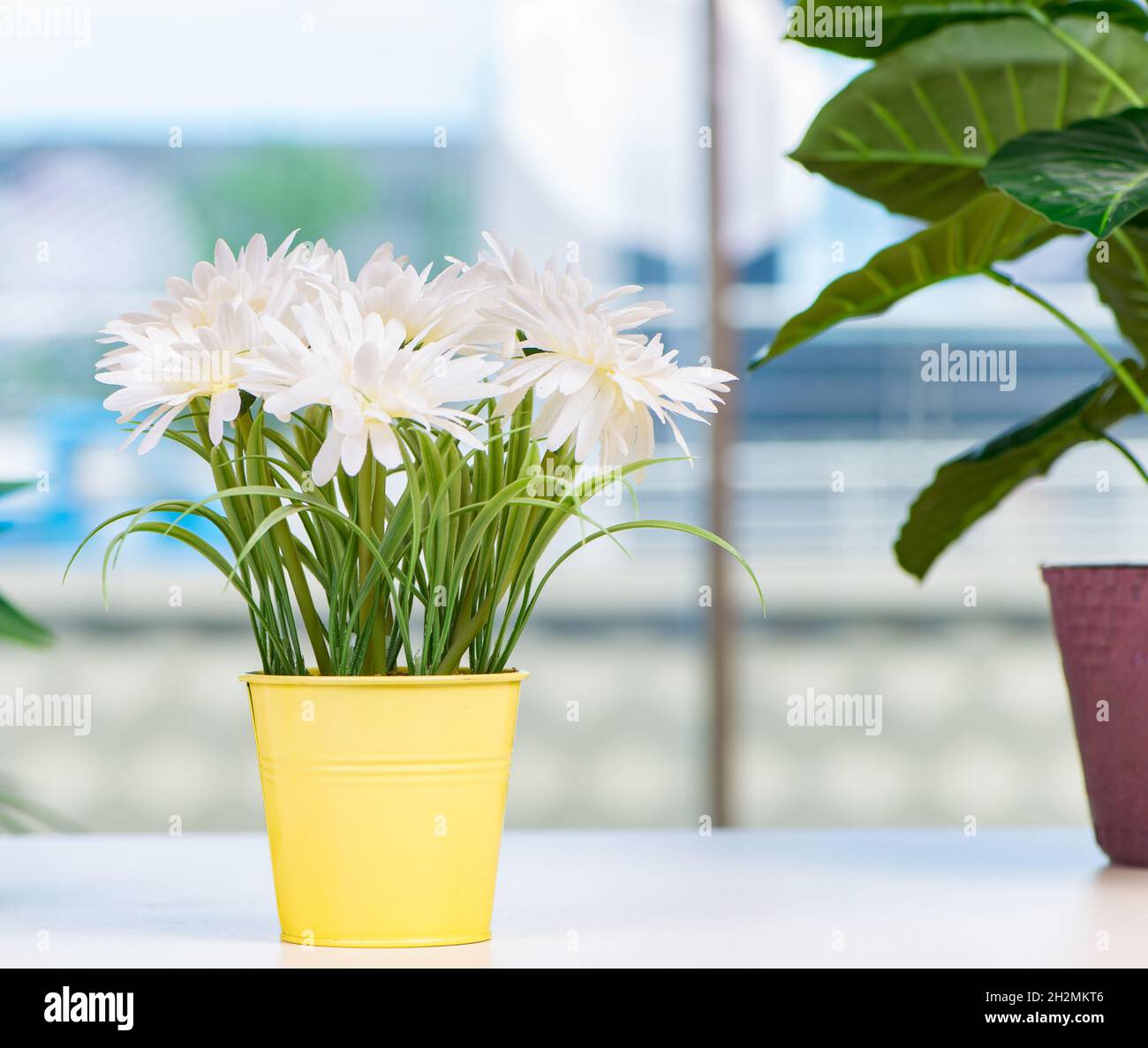 the-flowers-in-the-pot-at-home-stock-photo-alamy