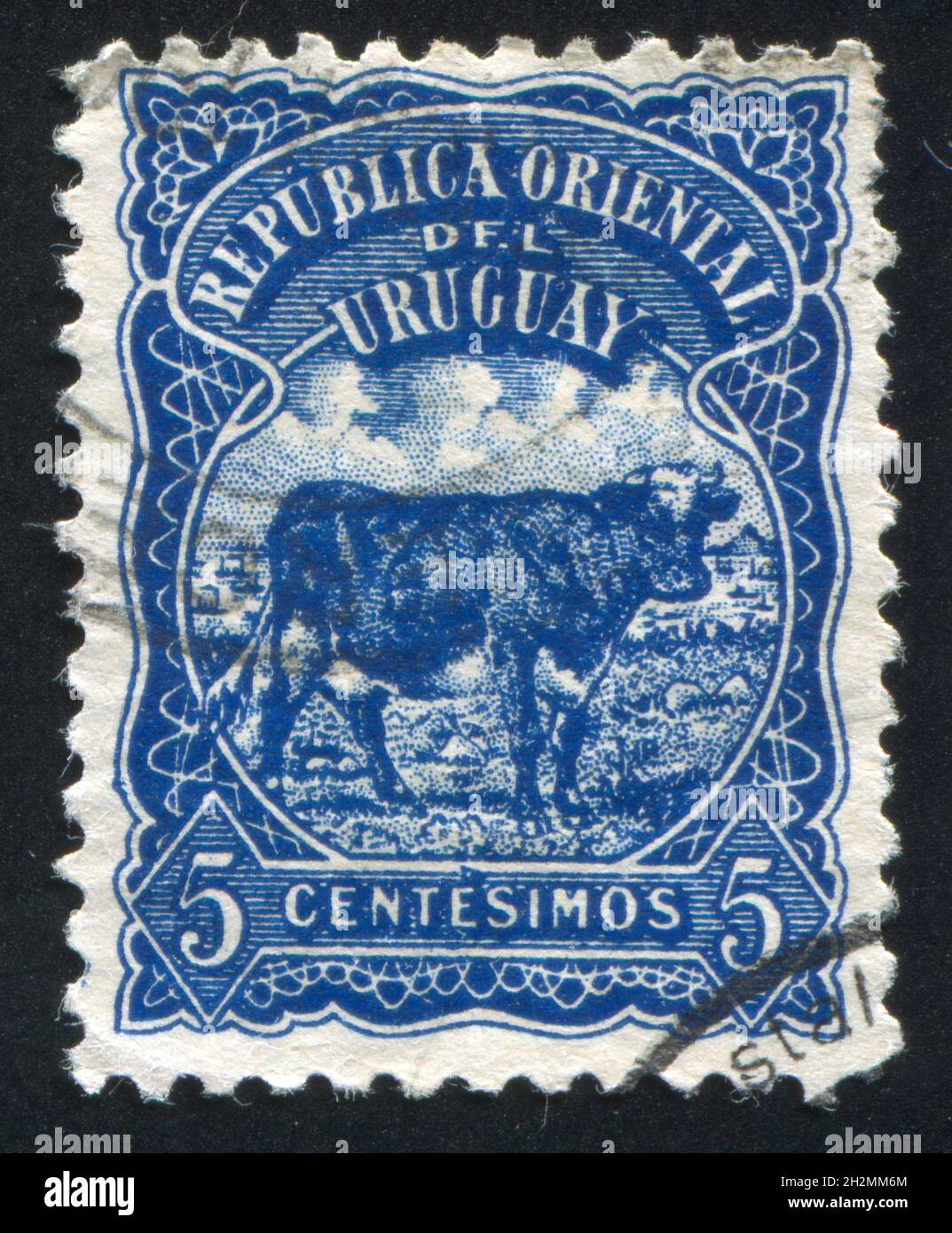 URUGUAY - CIRCA 1906: stamp printed by Uruguay, shows Cattle, circa 1906 Stock Photo