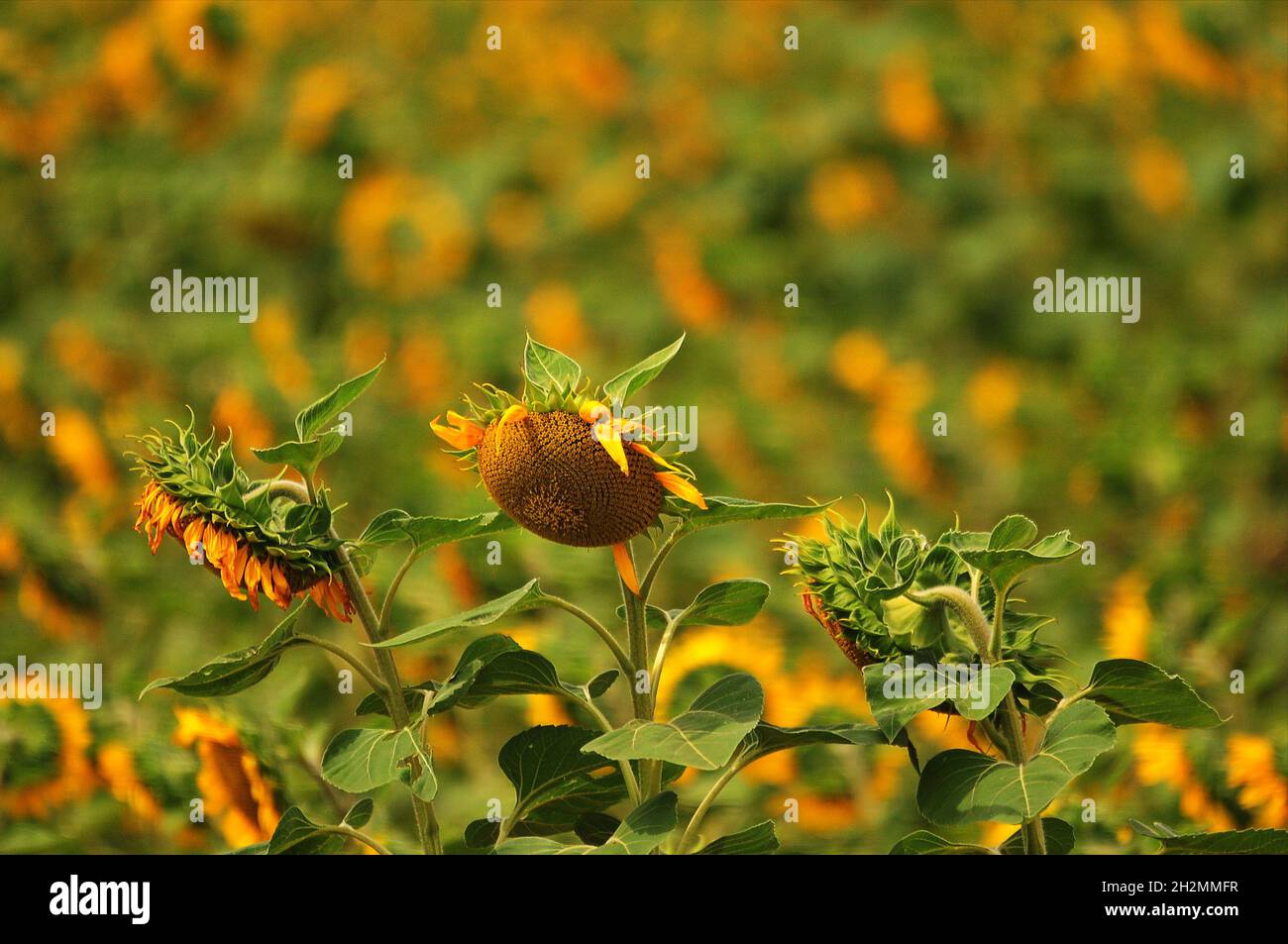 Farming africa depth of field hires stock photography and images Alamy