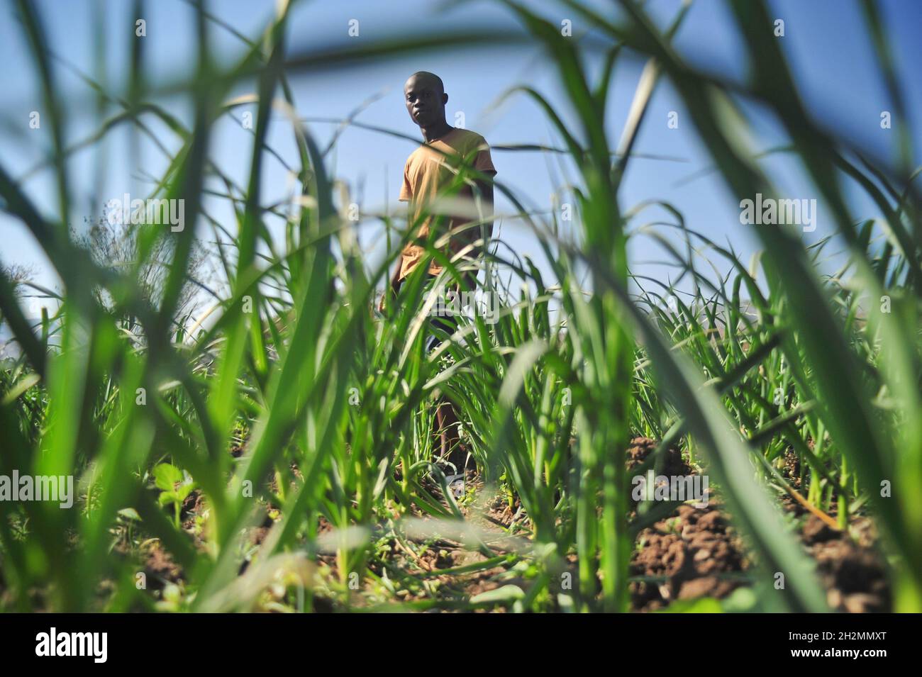 A young garlic farmer in Limpopo province of South Africa is making inroads in the tough market which is dominated by China. Stock Photo