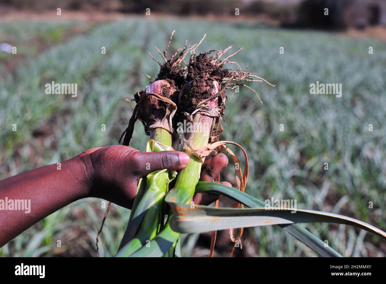 A young garlic farmer in Limpopo province of South Africa is making