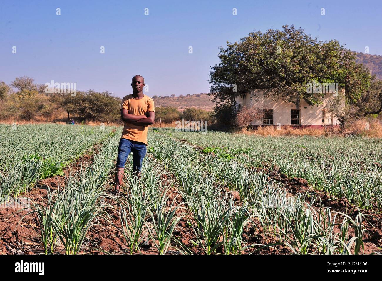 A young garlic farmer in Limpopo province of South Africa is making inroads in the tough market which is dominated by China. Stock Photo