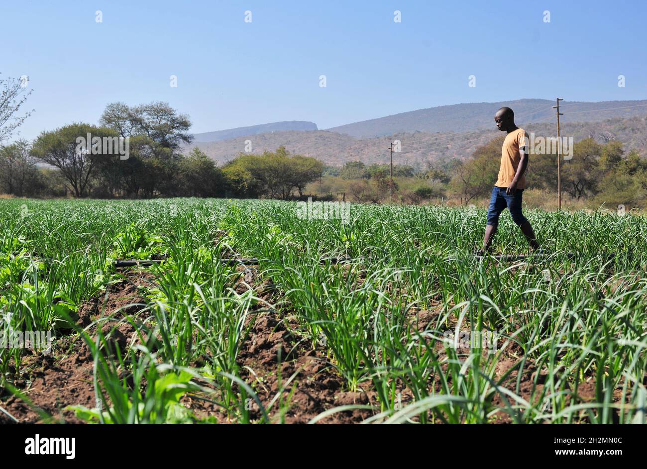 A young garlic farmer in Limpopo province of South Africa is making inroads in the tough market which is dominated by China. Stock Photo