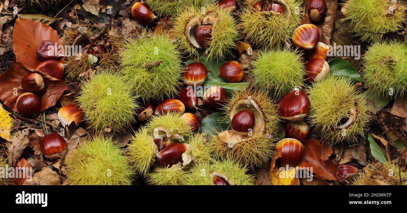 collecting chestnuts in the forest Stock Photo Alamy