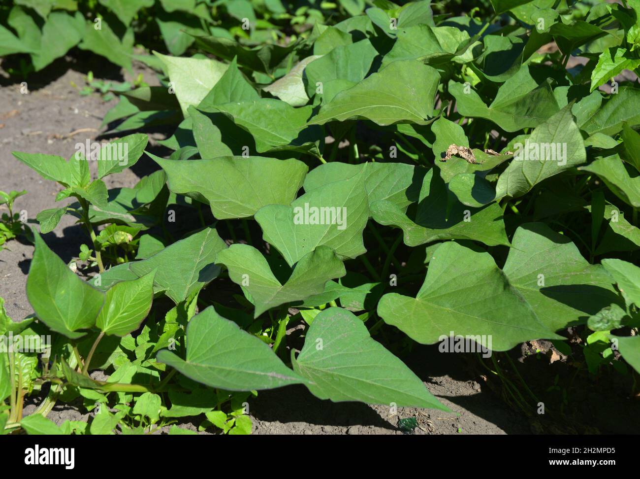 Growing organic sweet potato. The sweet potato or kumara (Ipomoea batatas) is a dicotyledonous plant that belongs to the family Convolvulaceae. Vegan Stock Photo