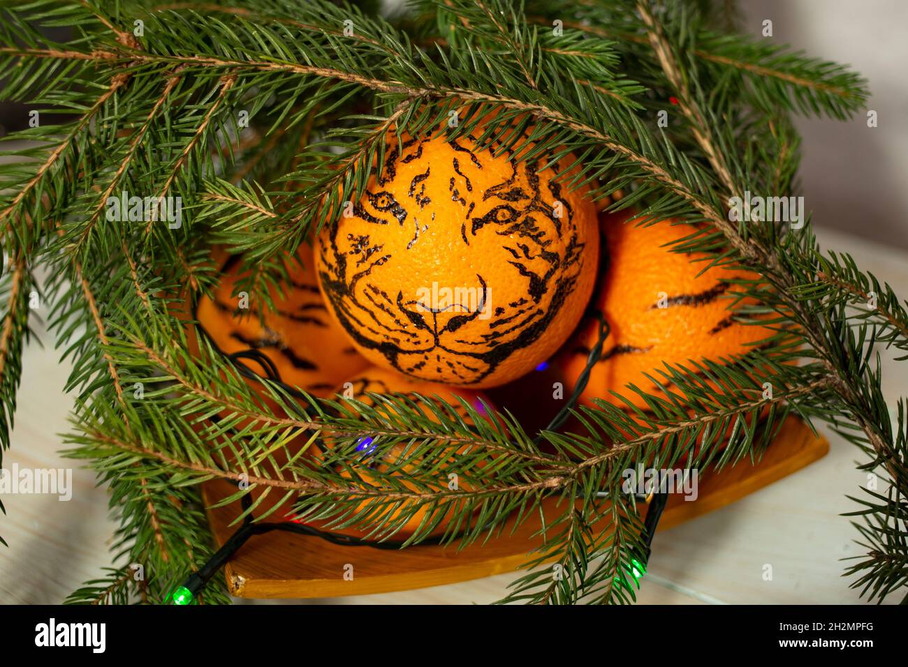 orange painted with black stipes looking like a tiger stalking it's prey from under fir tree branches (Asian Christmas 2022 concept) Stock Photo