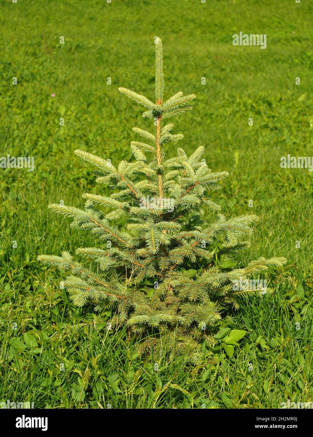 Landscape Design. Blue spruce, green spruce, white spruce, Colorado spruce or Colorado blue spruce. Stock Photo