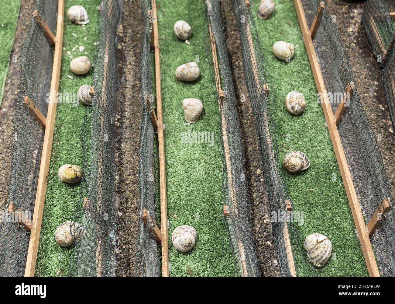 Snail Farming Or Heliciculture Stock Photo Alamy