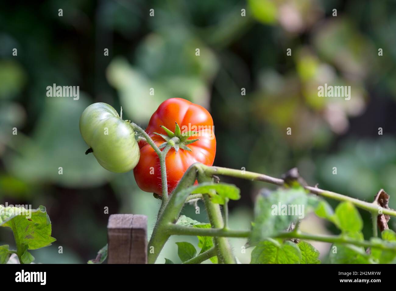 Tomato plant with red and green tomatoes Stock Photo - Alamy