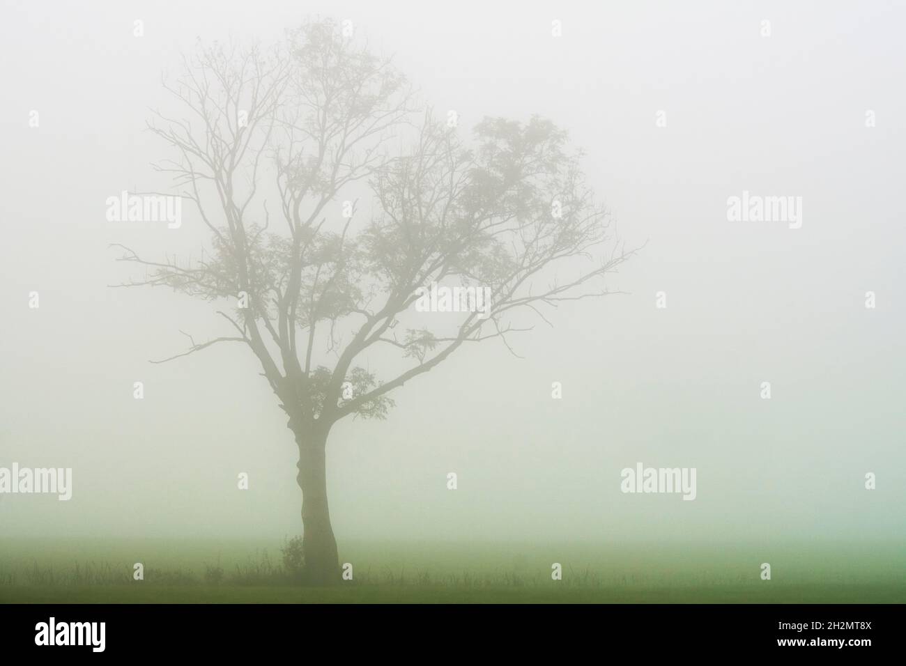 Silhouette of a lonely tree on a misty morning Stock Photo