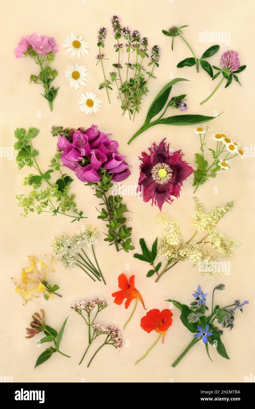Herbs and flowers used in naturopathic plant based herbal medicine for natural herbal remedy treatments. Botanical nature study details. Stock Photo