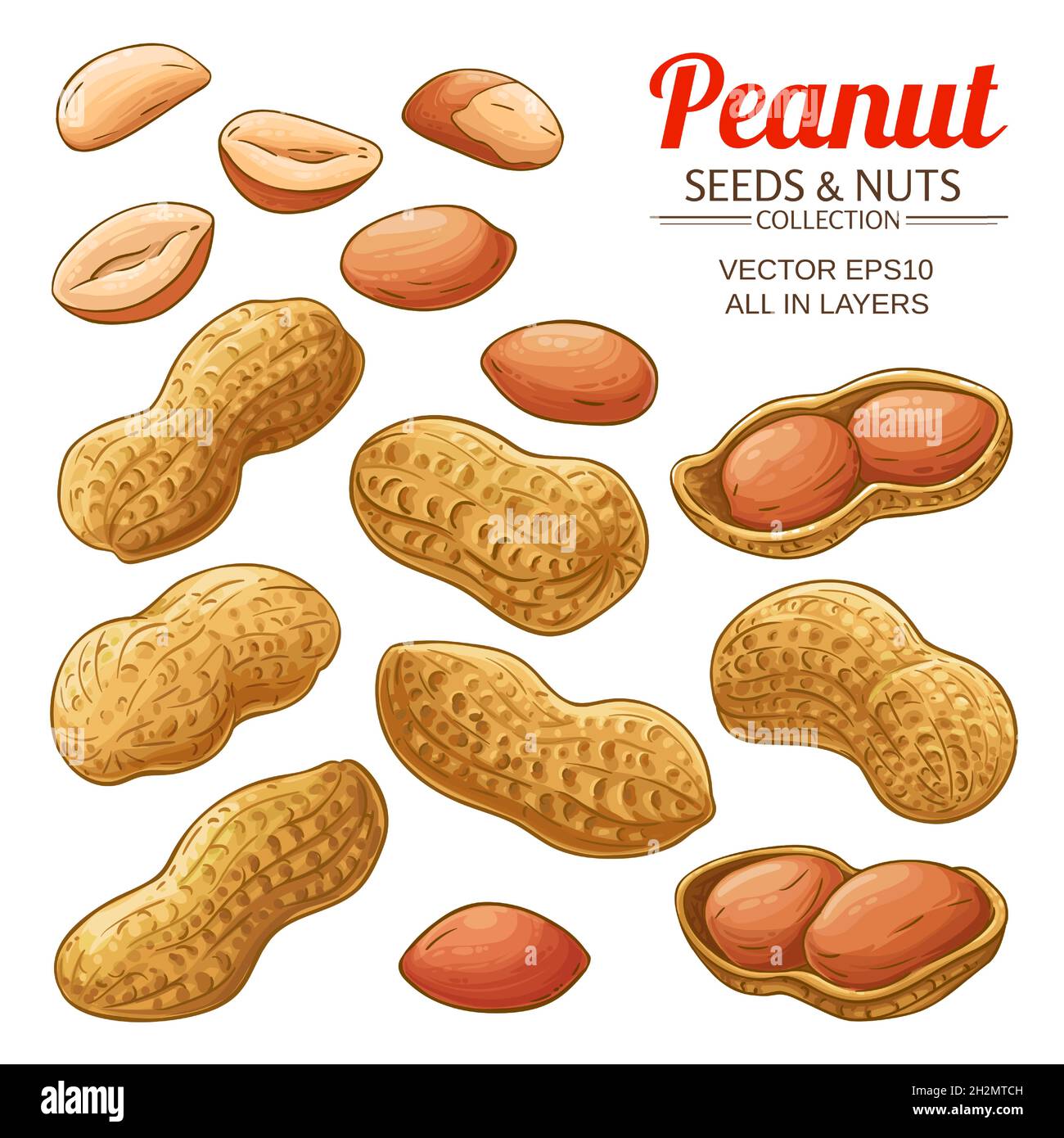 peanut vector set on white background Stock Vector Image & Art - Alamy
